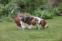 Basset Hound