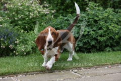 Basset Hound