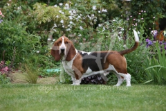 Basset Hound