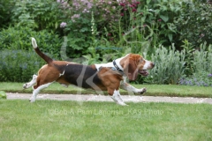 Basset Hound