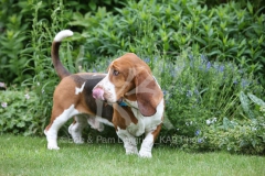 Basset Hound