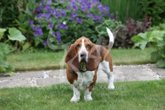 Basset Hound