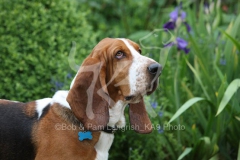 Basset Hound