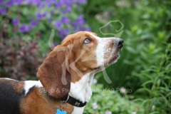 Basset Hound