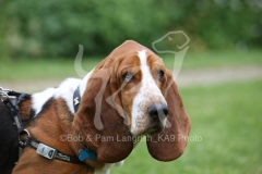 Basset Hound