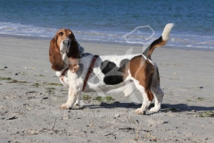 Basset Hound