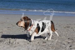 Basset Hound