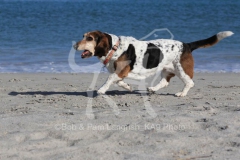 Basset Hound