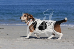 Basset Hound