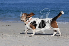 Basset Hound