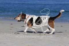 Basset Hound