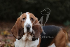 Basset Hound