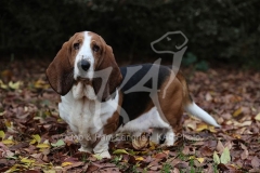 Basset Hound