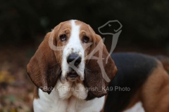 Basset Hound