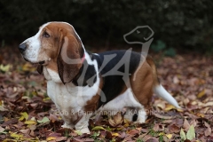 Basset Hound