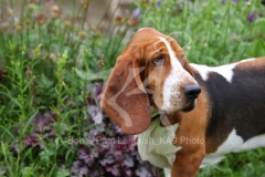 Basset Hound