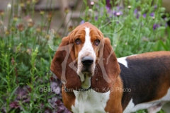 Basset Hound