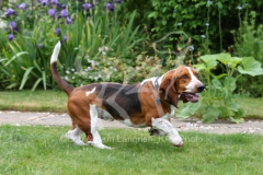 Basset Hound