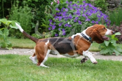 Basset Hound