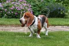 Basset Hound