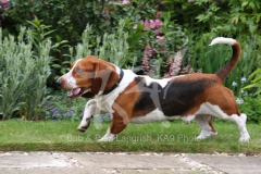 Basset Hound