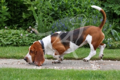 Basset Hound