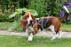 Basset Hound