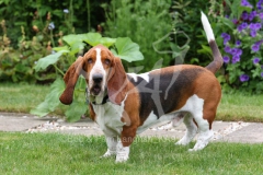 Basset Hound