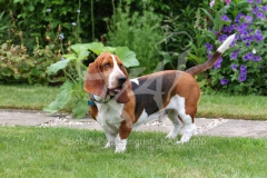 Basset Hound