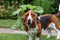 Basset Hound