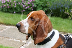 Basset Hound