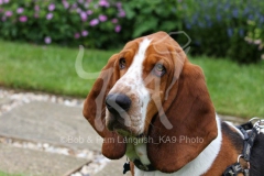 Basset Hound