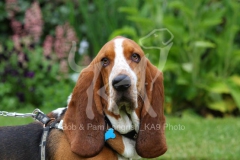 Basset Hound