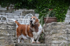 Basset Hound