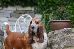 Basset Hound