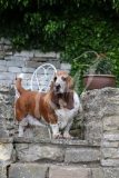 Basset Hound