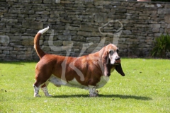 Basset Hound