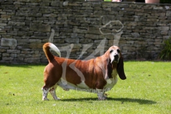 Basset Hound