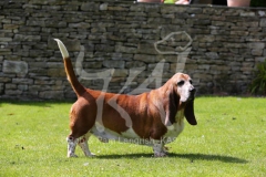 Basset Hound