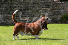 Basset Hound