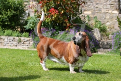 Basset Hound