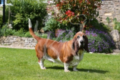 Basset Hound