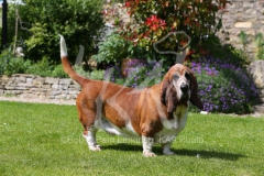 Basset Hound