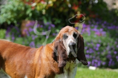 Basset Hound