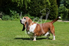 Basset Hound