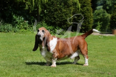 Basset Hound