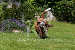 Basset Hound