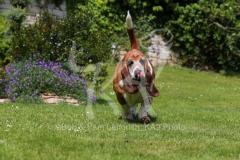 Basset Hound