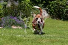 Basset Hound