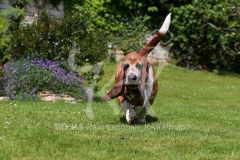 Basset Hound